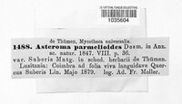 Asteroma parmelioides image